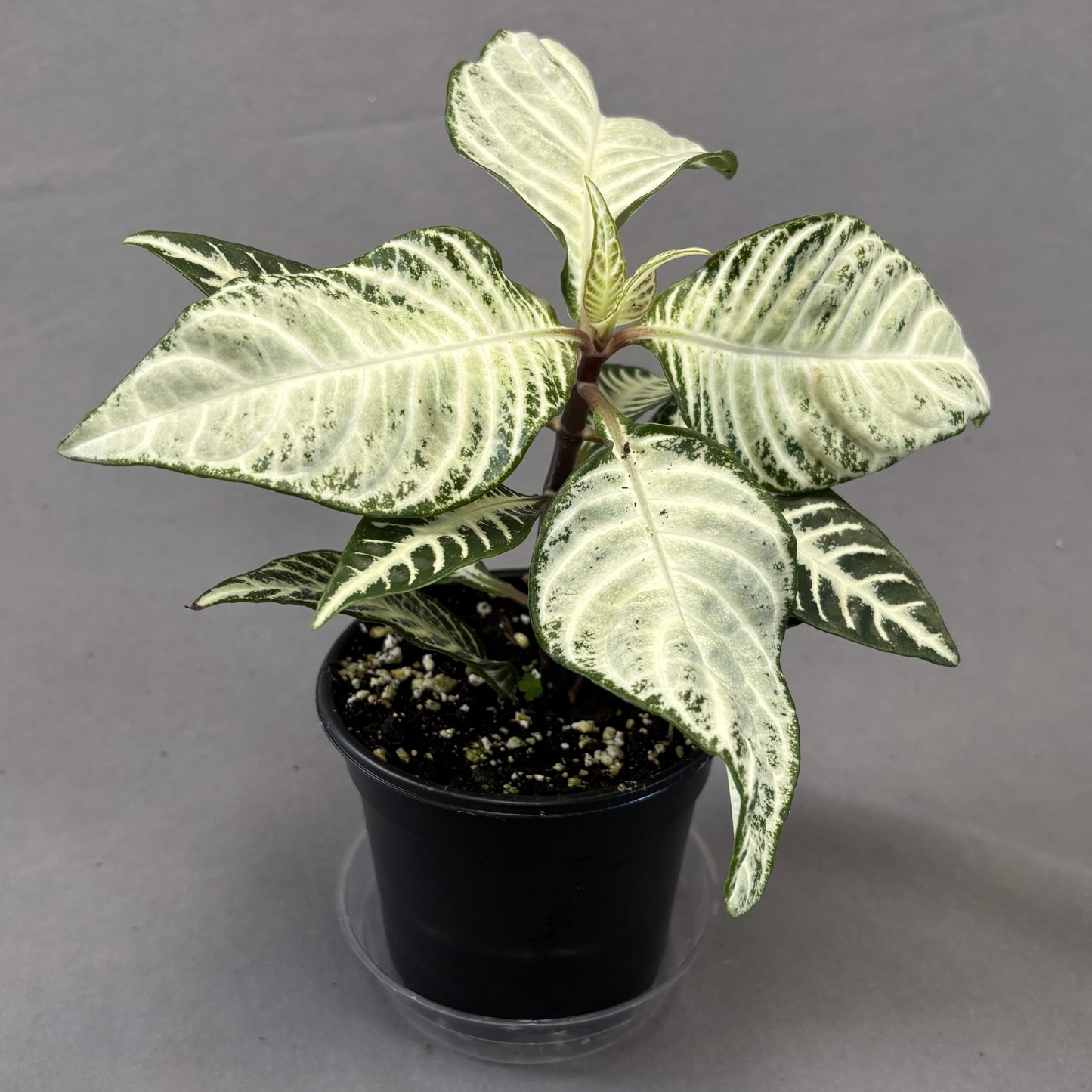 Zebra Plant