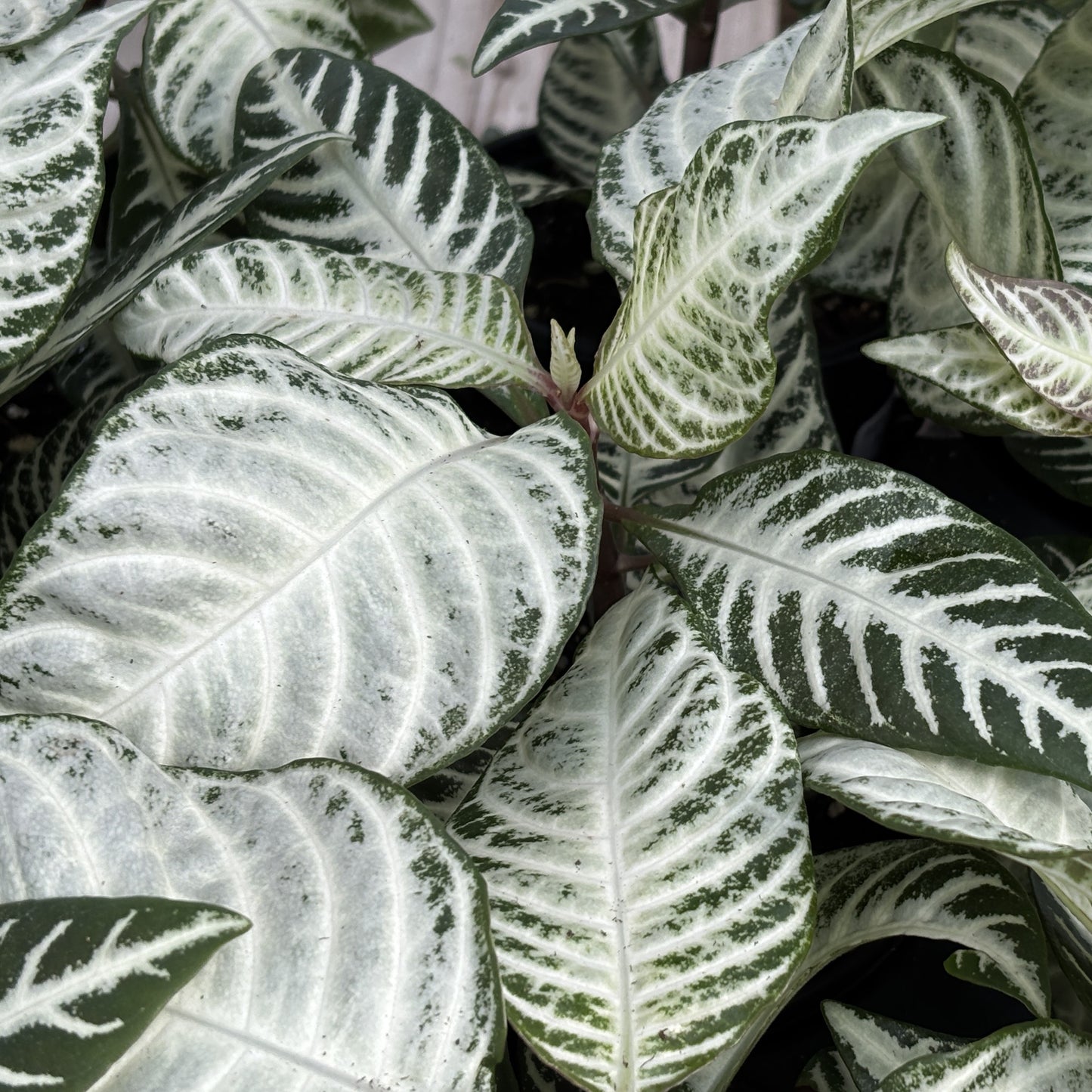 Zebra Plant