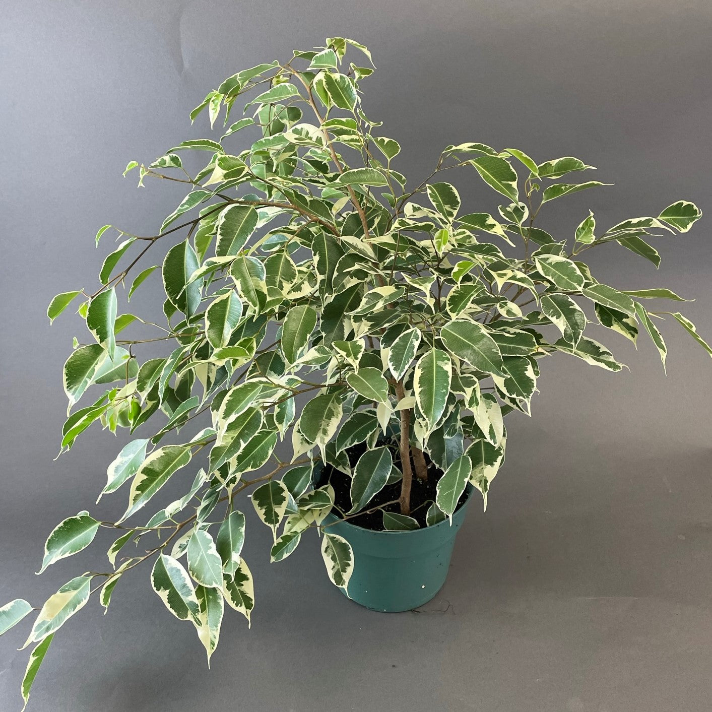 Ficus benjamina