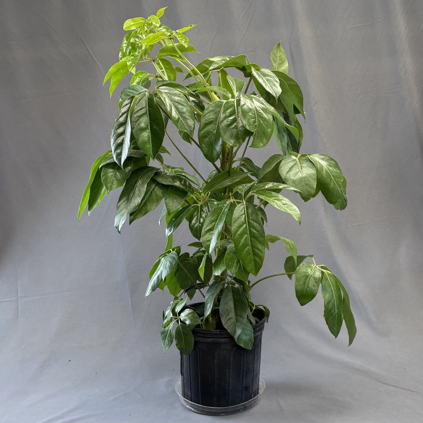 Schefflera 'Amate'