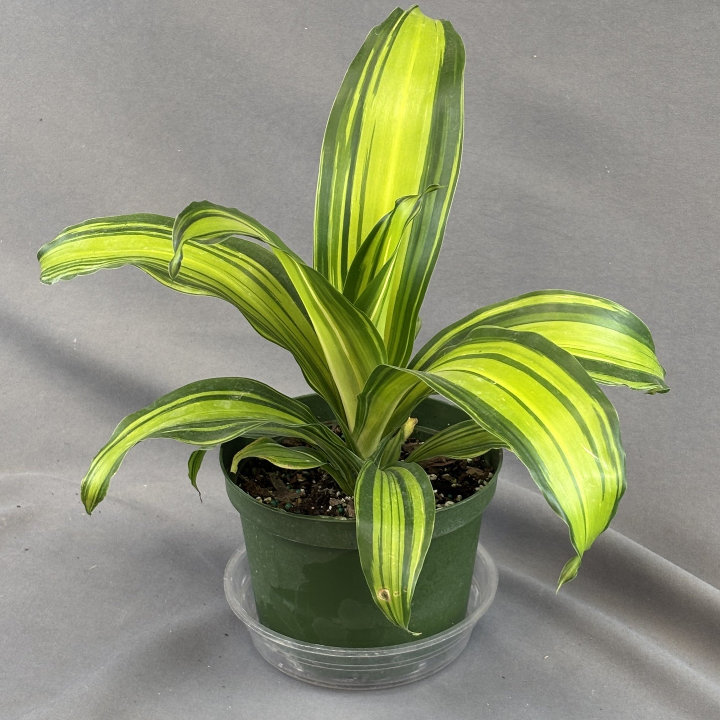 Dracaena 'Massangeana'