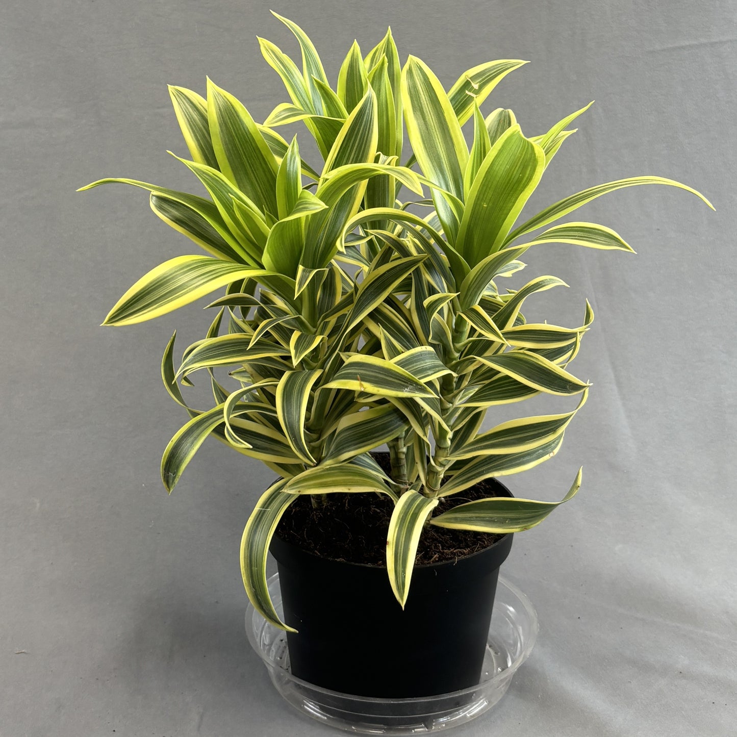 Dracaena 'Song Of India'