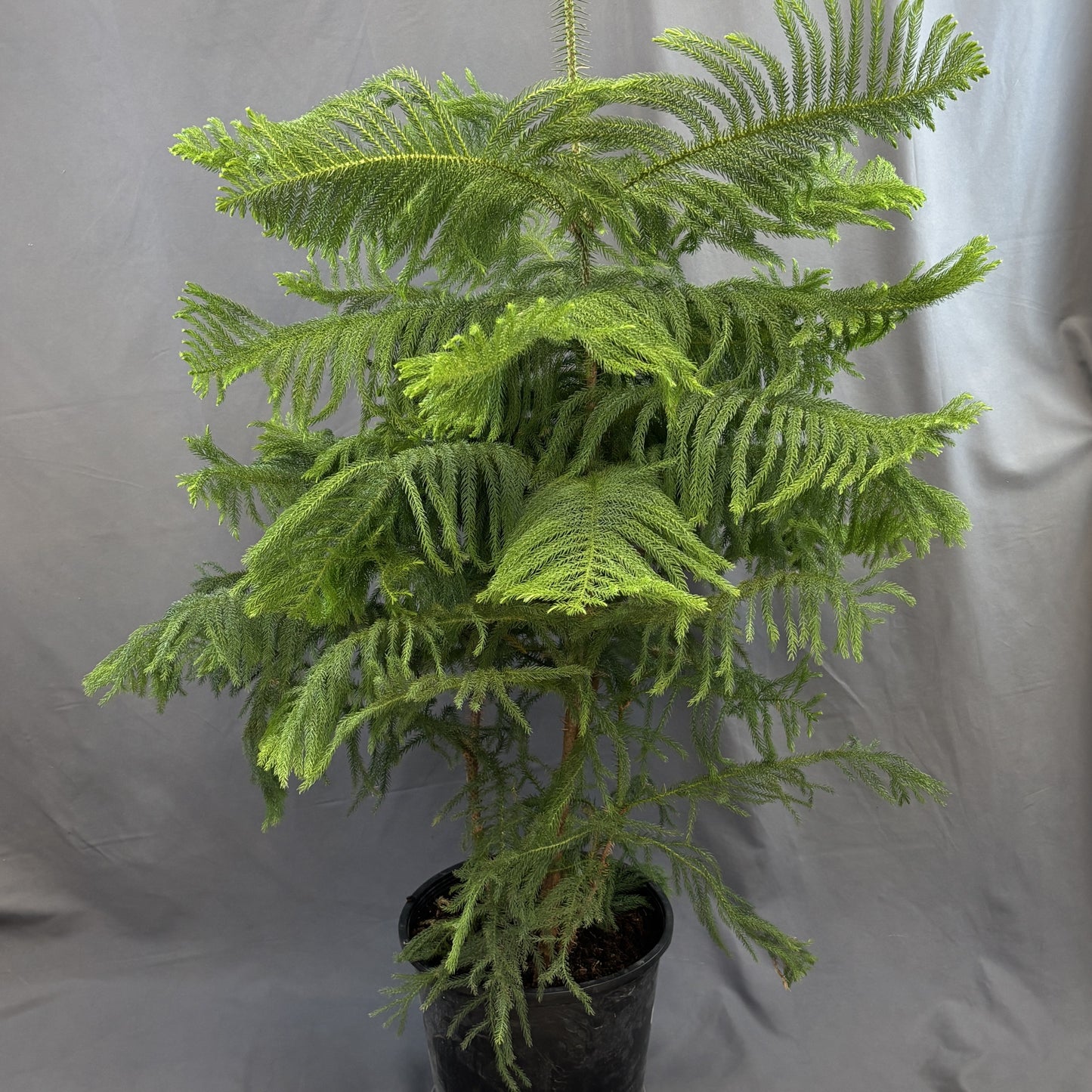Norfolk Island Pine