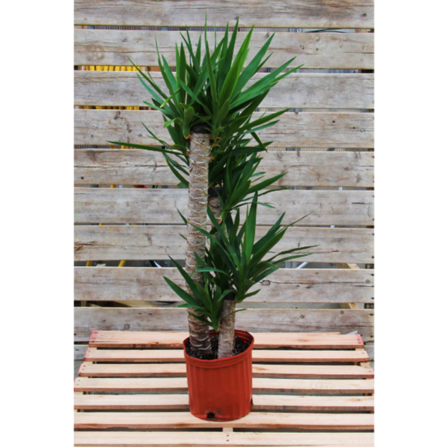 Yucca Cane