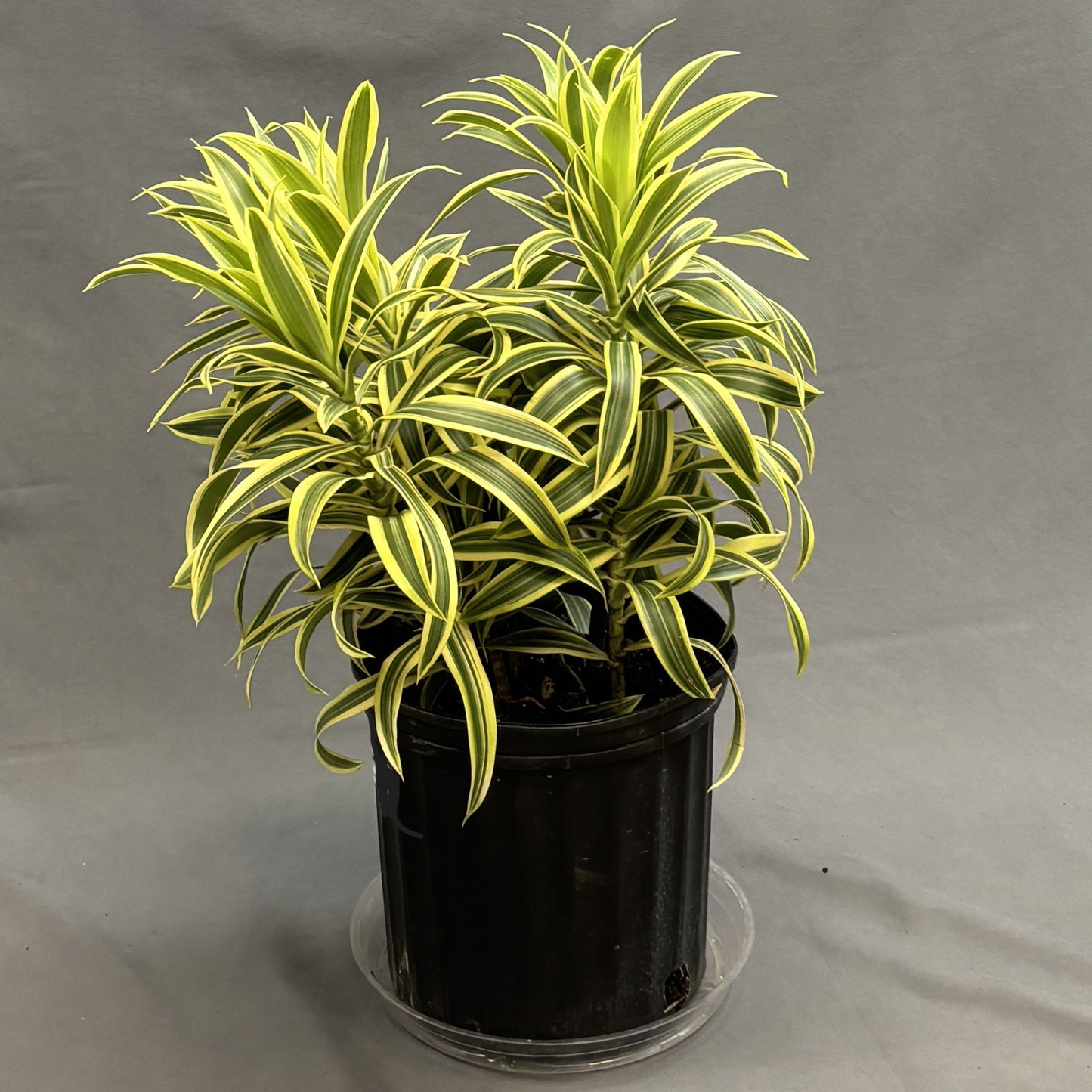 Dracaena 'Song Of India'