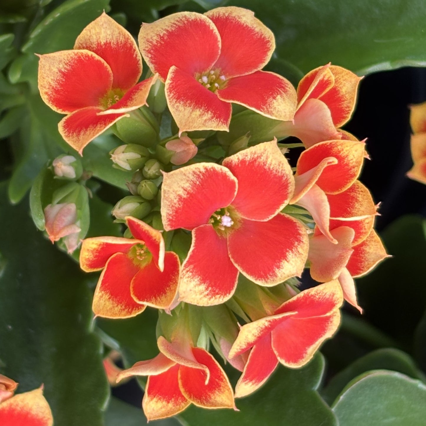 Kalanchoe