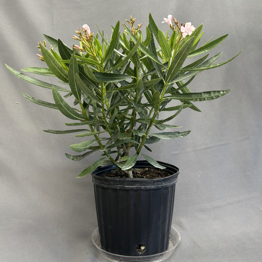 Oleander 10" Pot