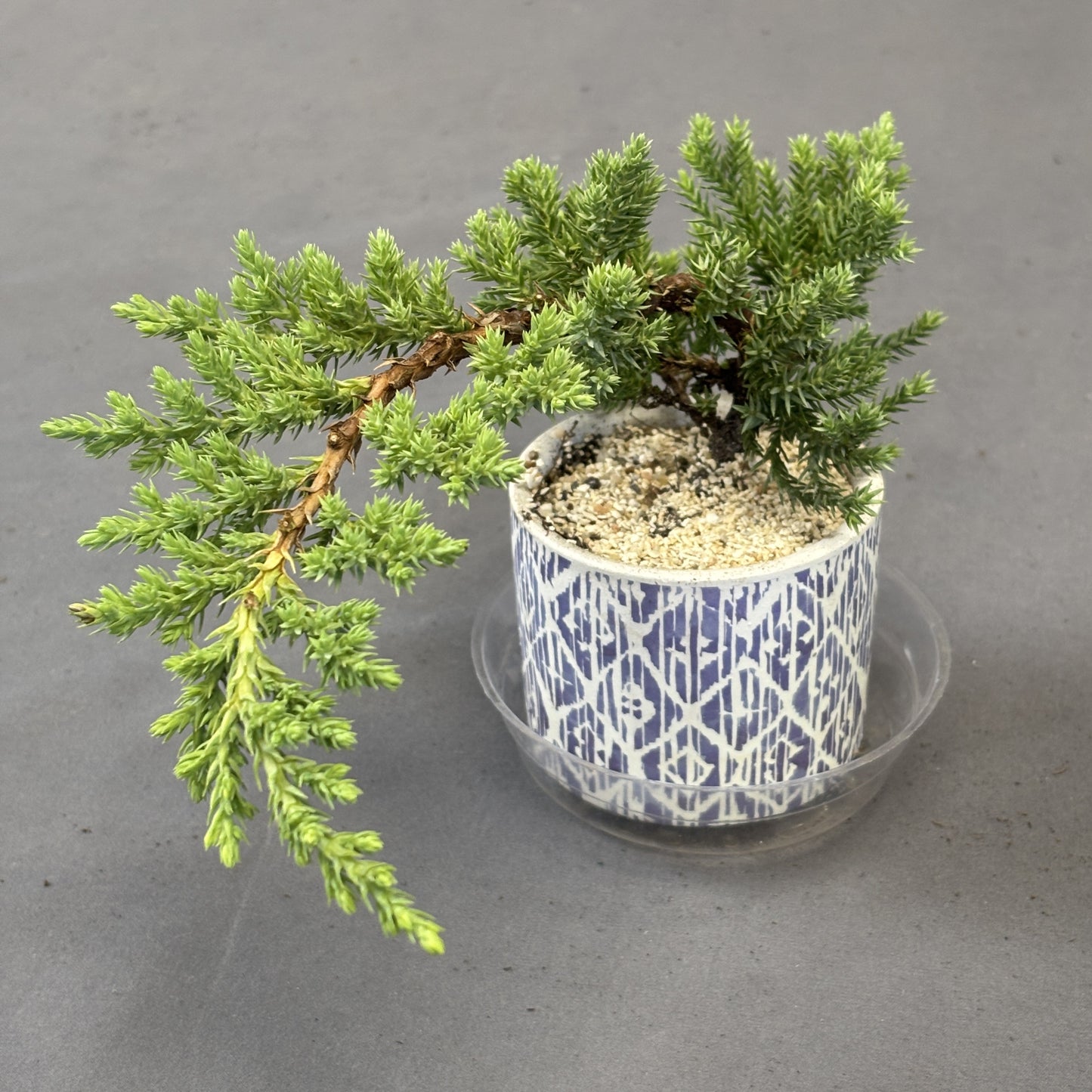 Bonsai in Ceramic