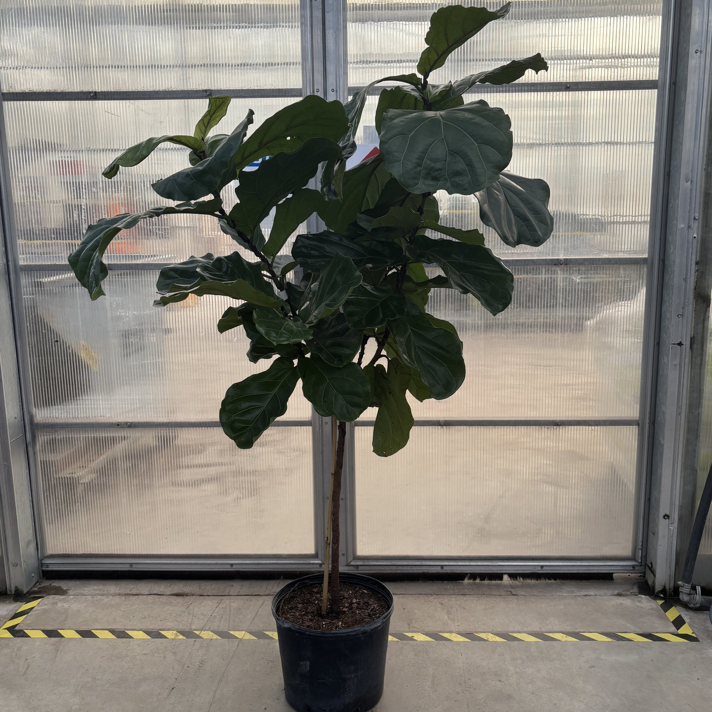 Ficus 'Fiddle Leaf Fig'