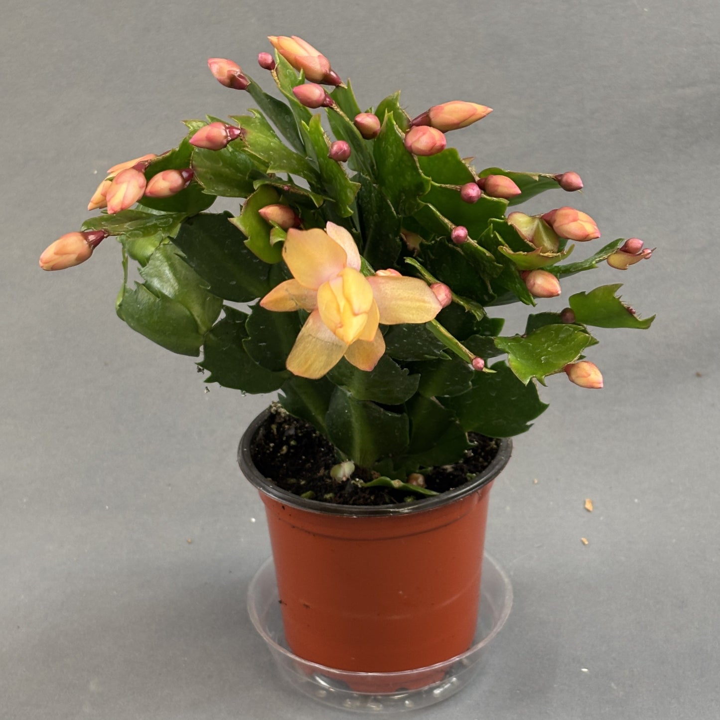 Christmas/Thanksgiving Cactus