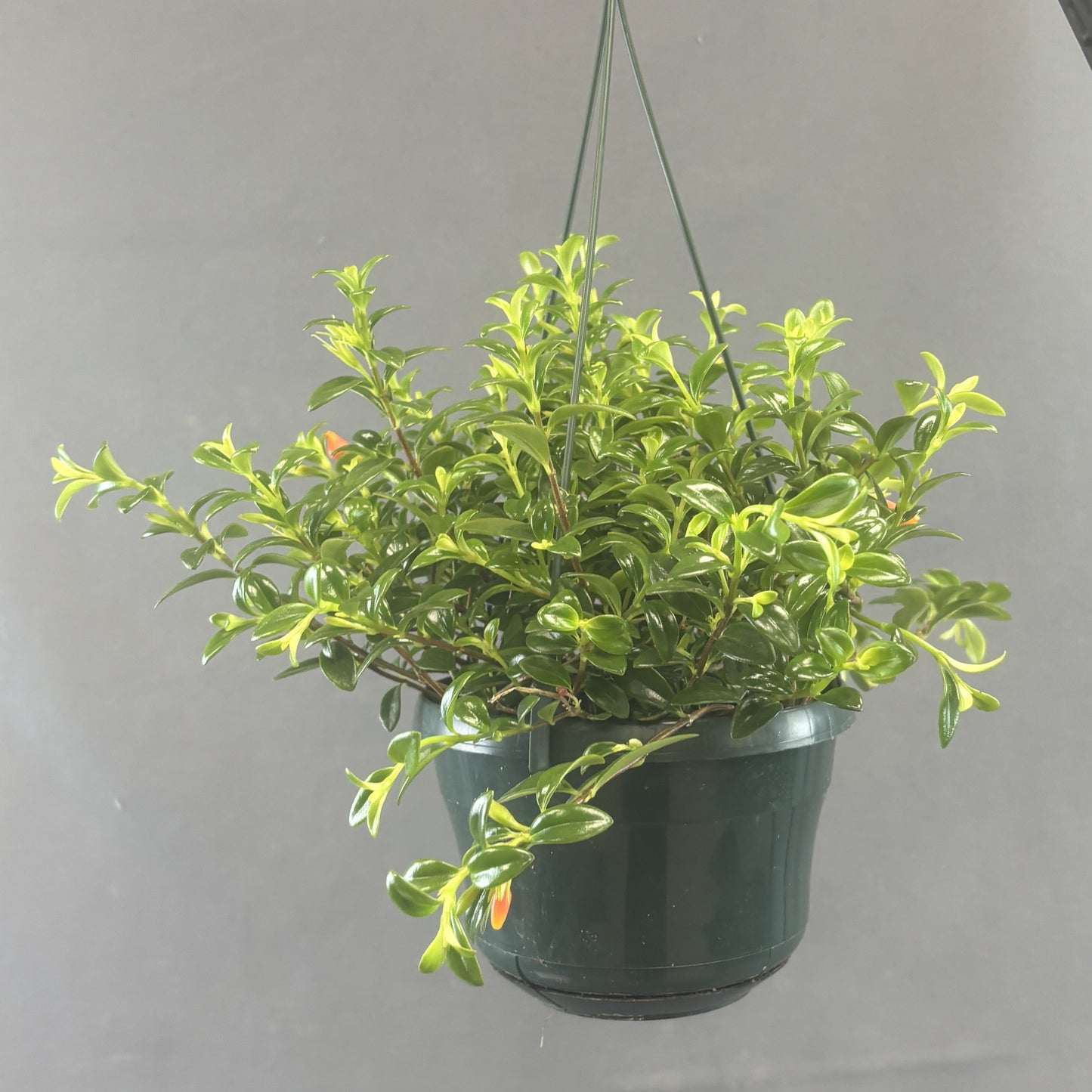 Goldfish Plant