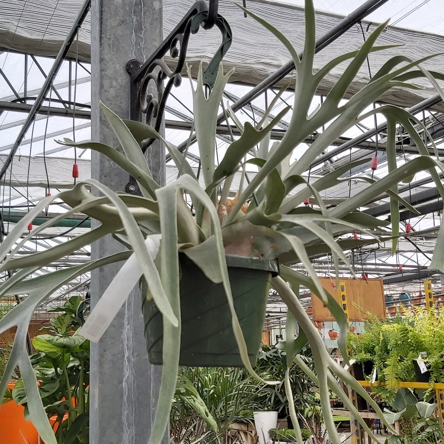 Staghorn Fern