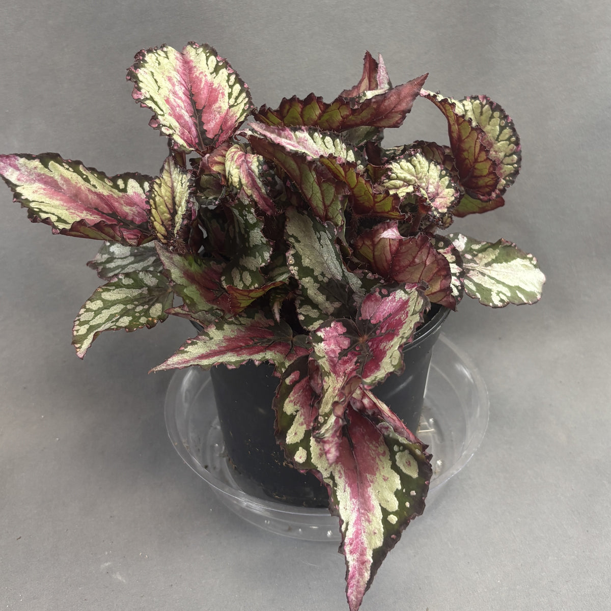 Begonia ‘Rex’ Assorted