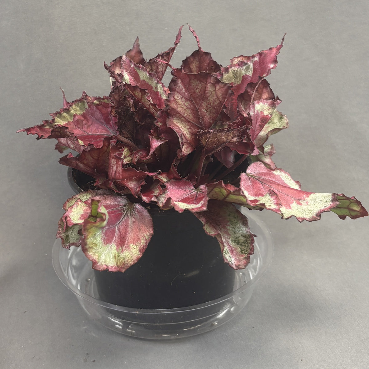 Begonia ‘Rex’ Assorted