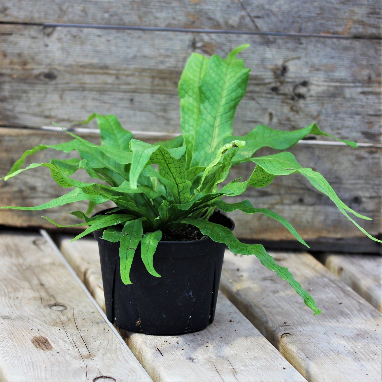 Crocodile Fern