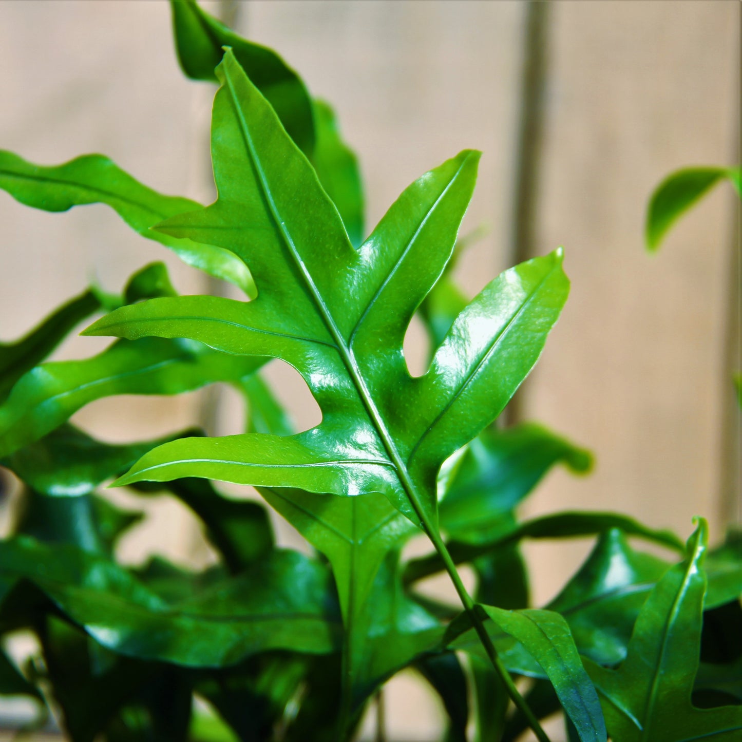 Kangaroo Fern