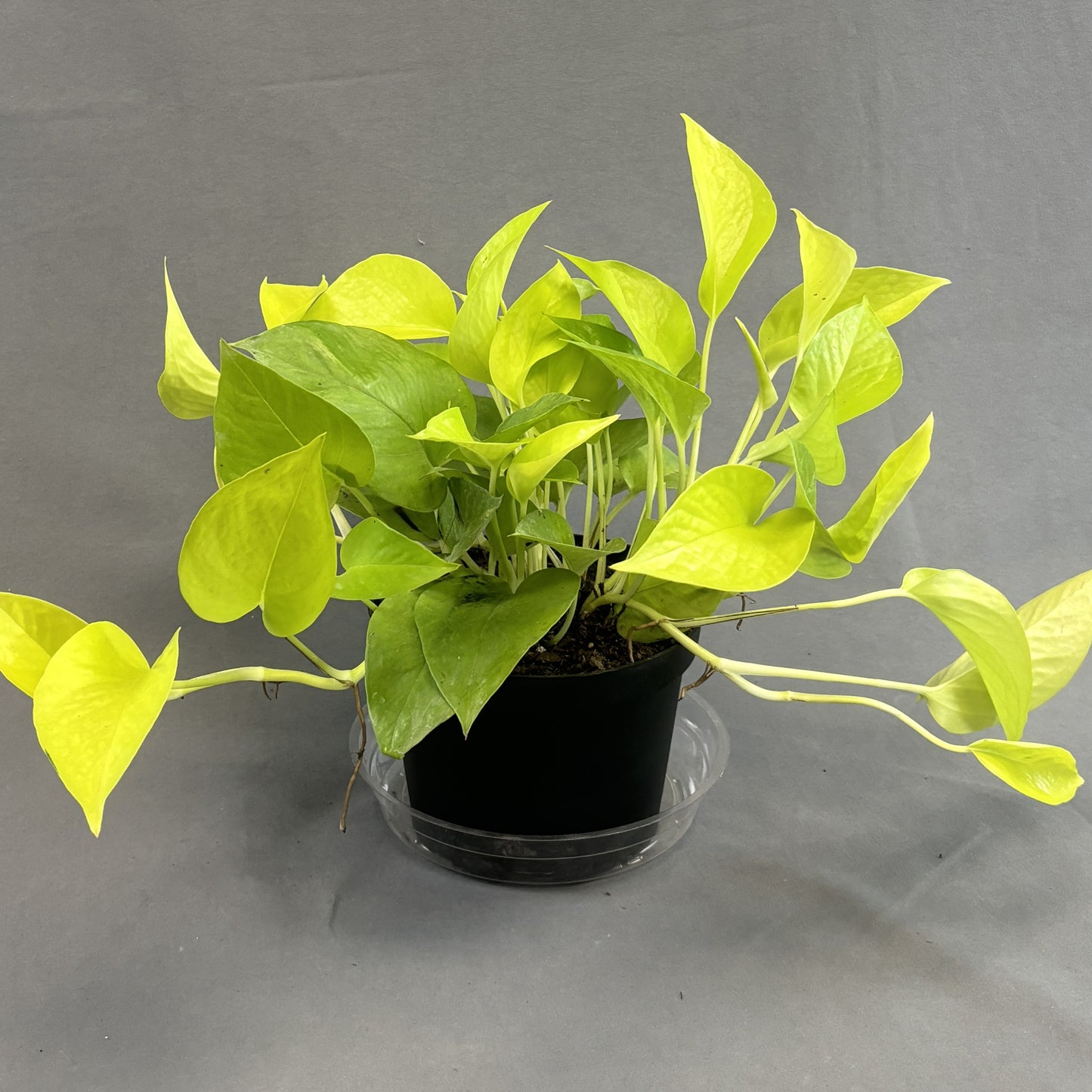Pothos 'Neon'