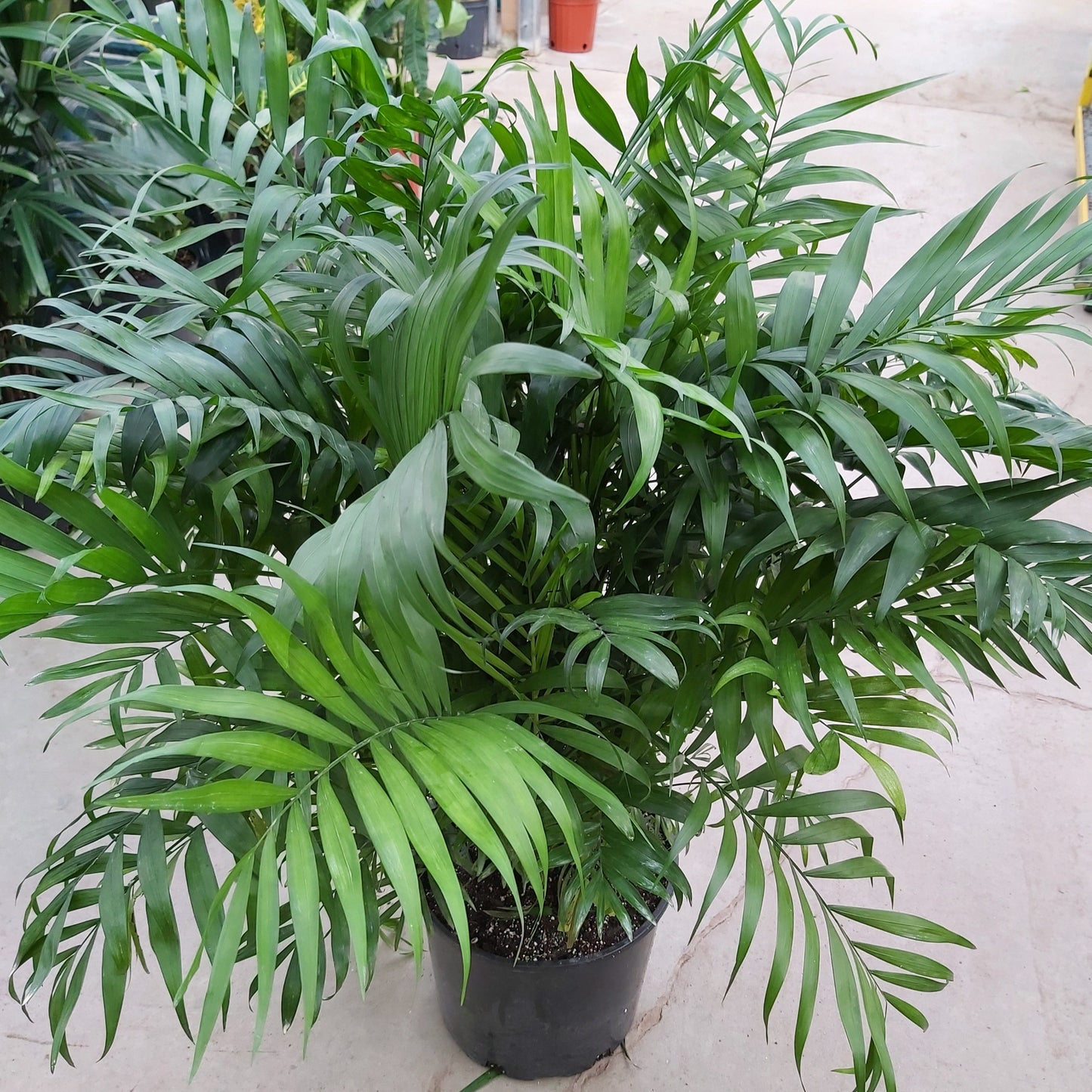 Neanthe Palm 'Bella'