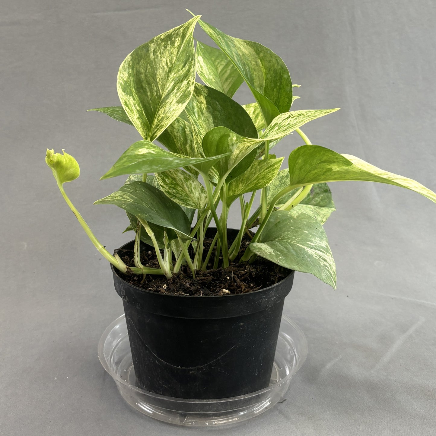 Pothos 'Marble Queen'
