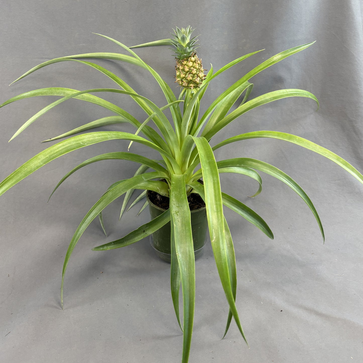 Ornamental Pineapple Bromeliad