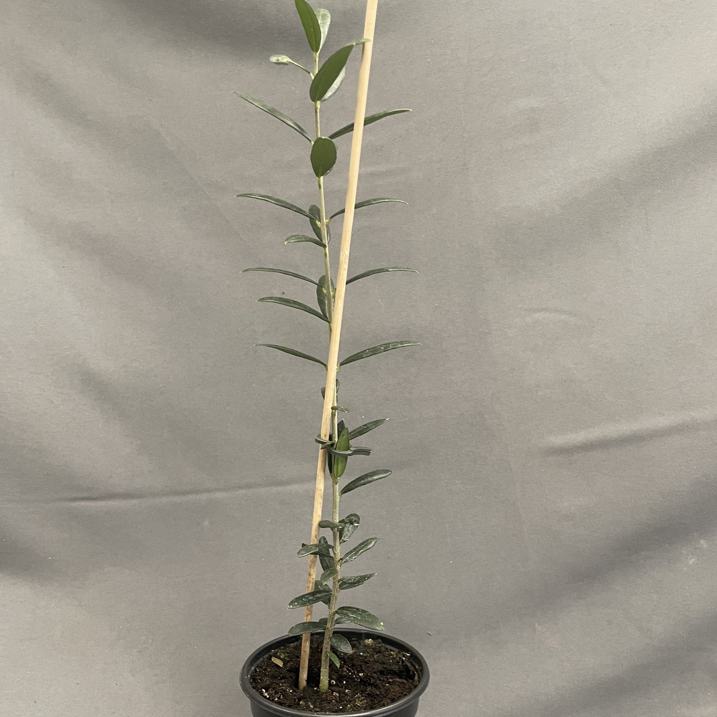 Olive Plant