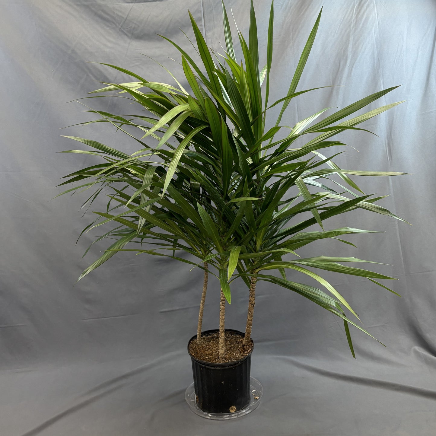 Dracaena 'Tarzan'