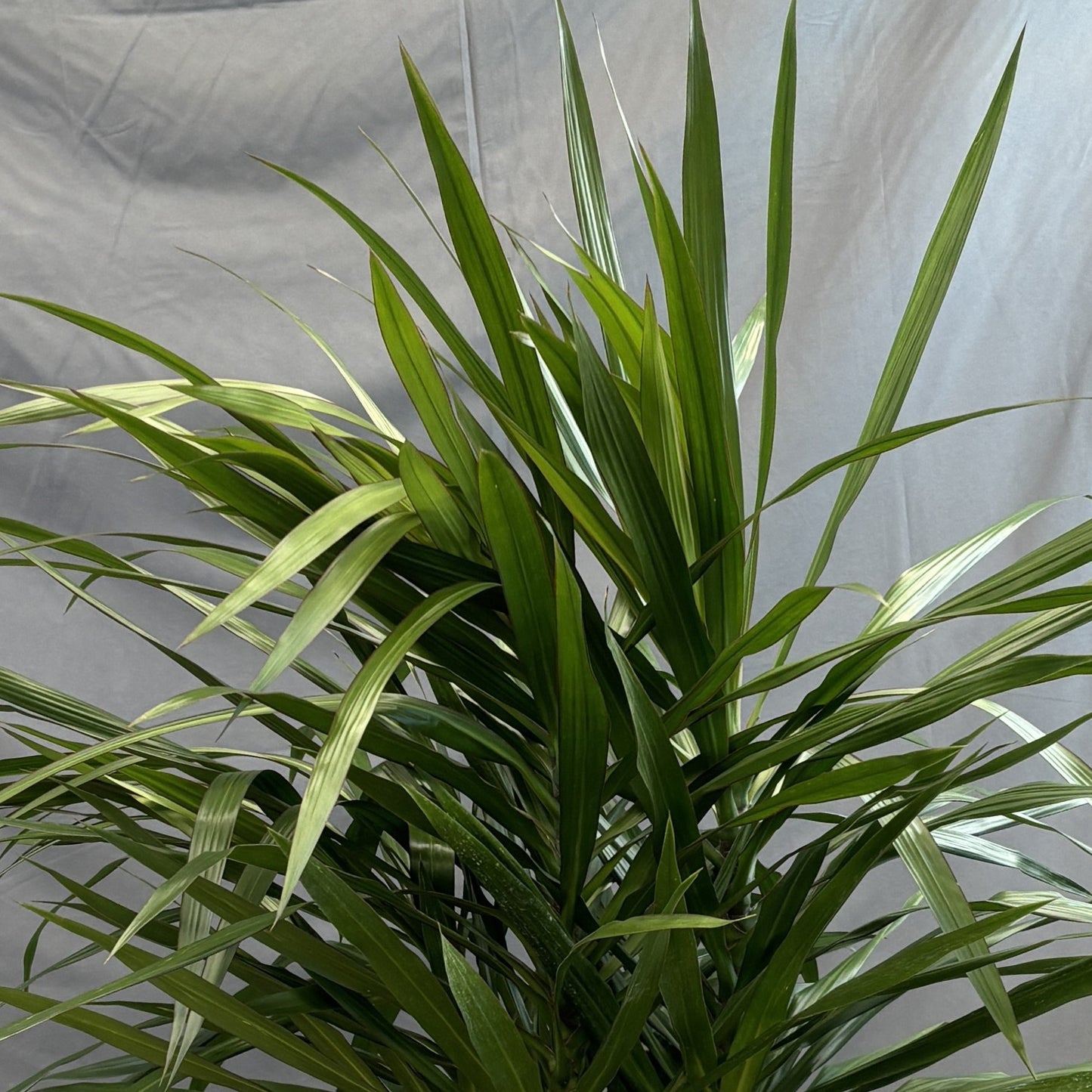 Dracaena 'Tarzan'