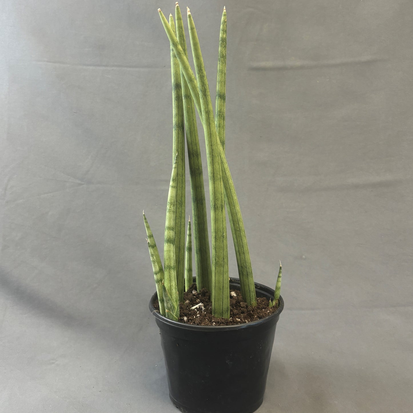 Snake Plant 'Dragon Fingers'