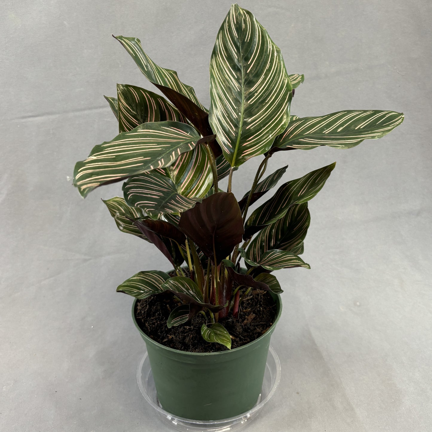 Calathea ornata