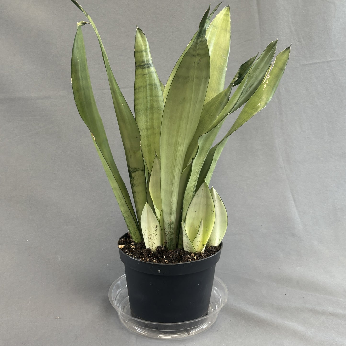 Snake Plant 'Moonshine'