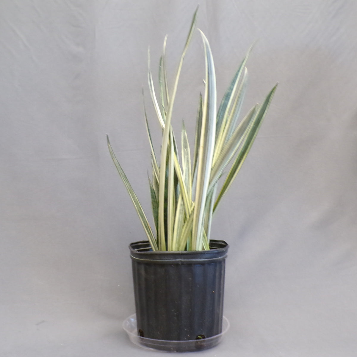 Snake Plant 'Bantel's Sensation'