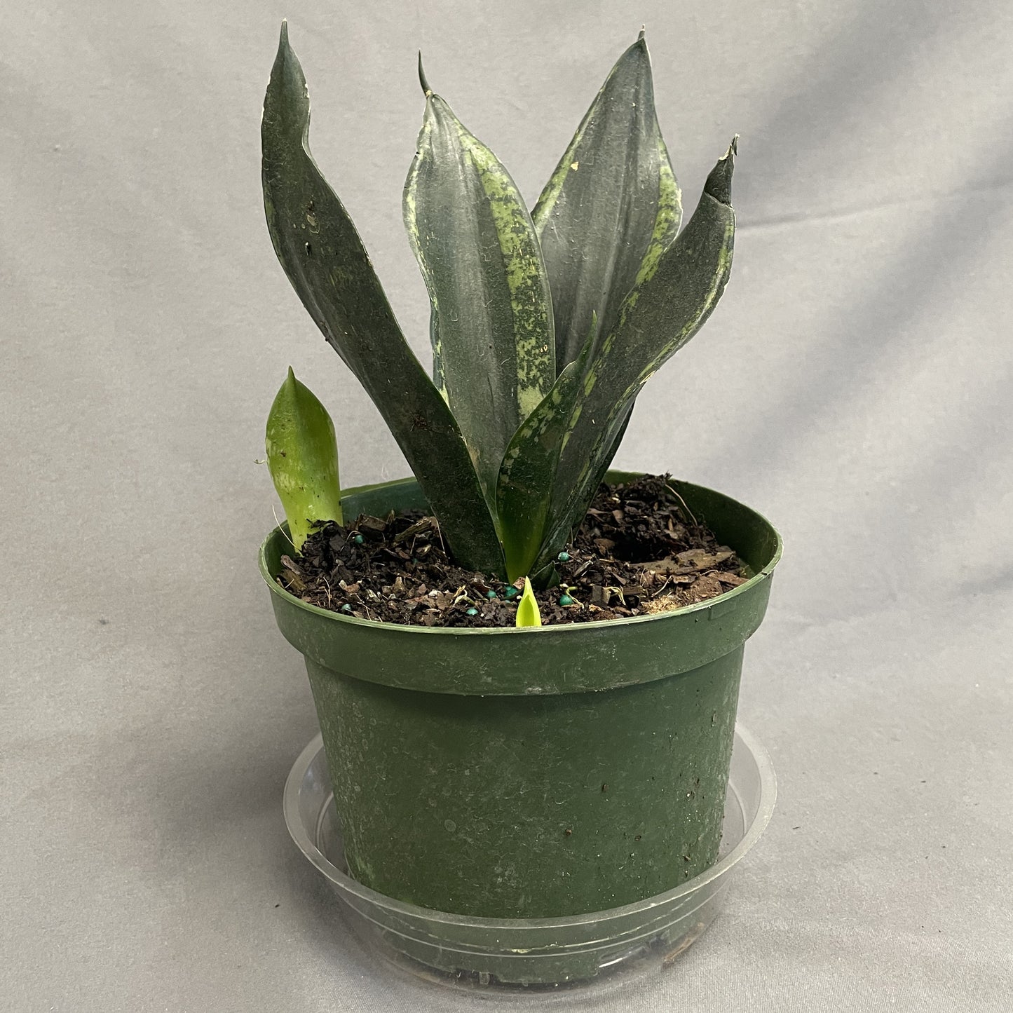 Snake Plant 'Whitney'/'Silver Flame'