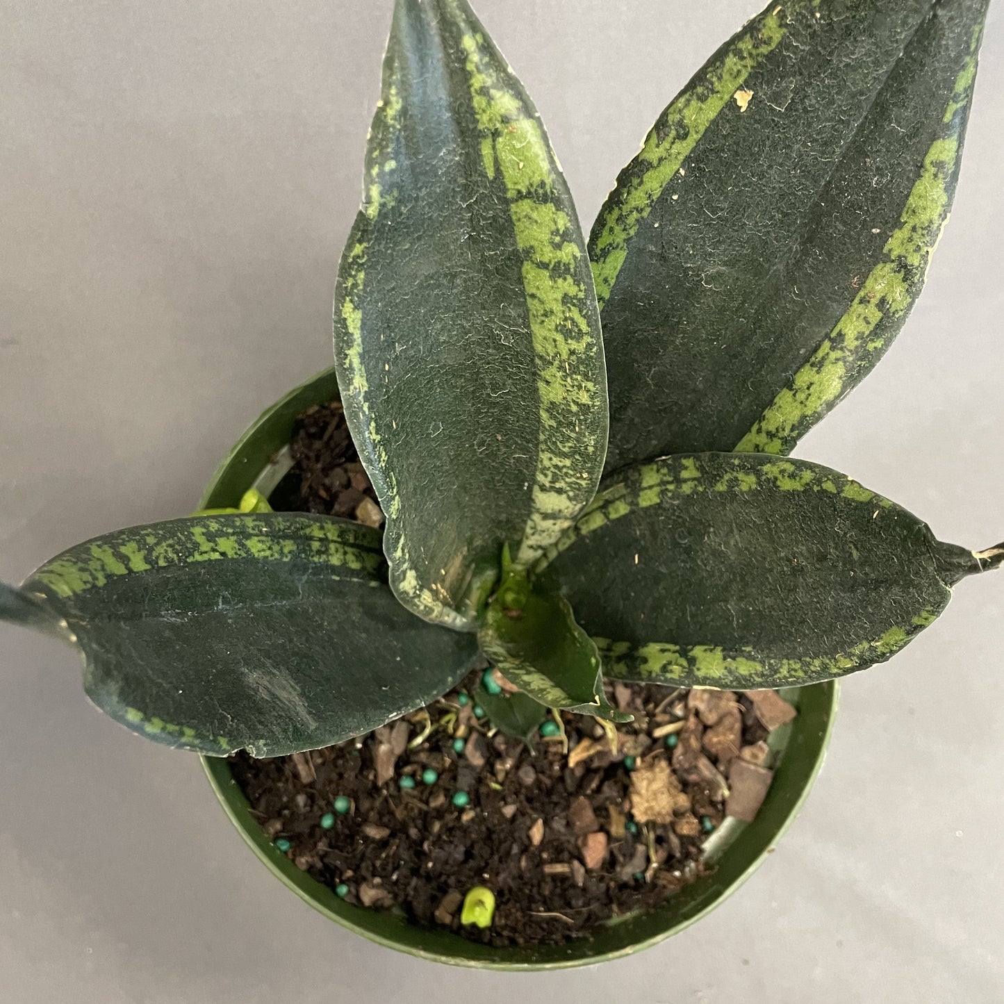 Snake Plant 'Whitney'/'Silver Flame'