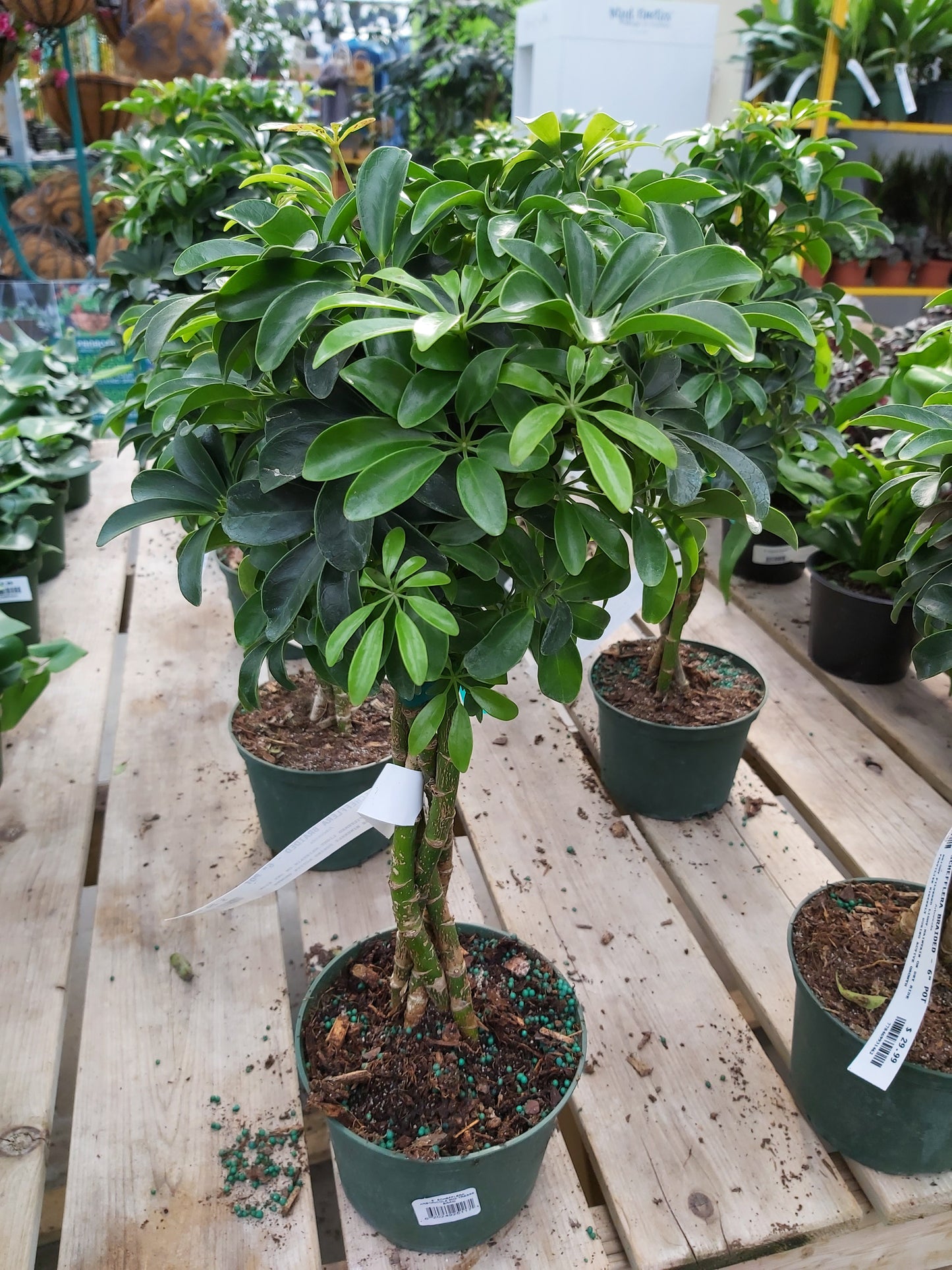 Schefflera arboricola