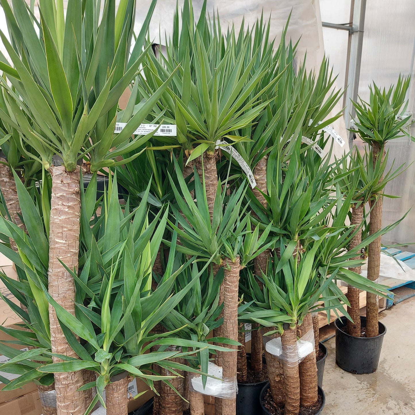 Yucca Cane