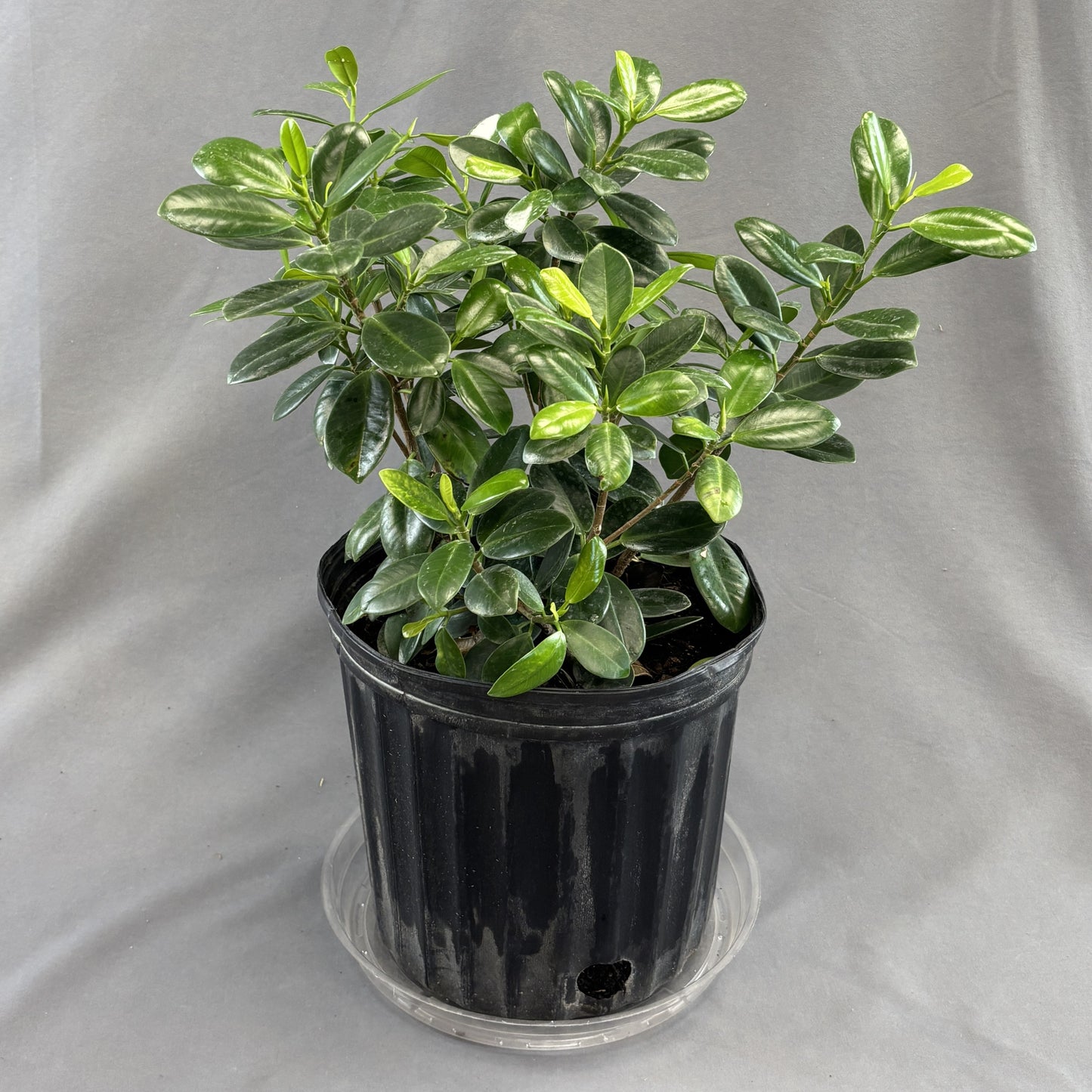 Ficus 'Green Island'