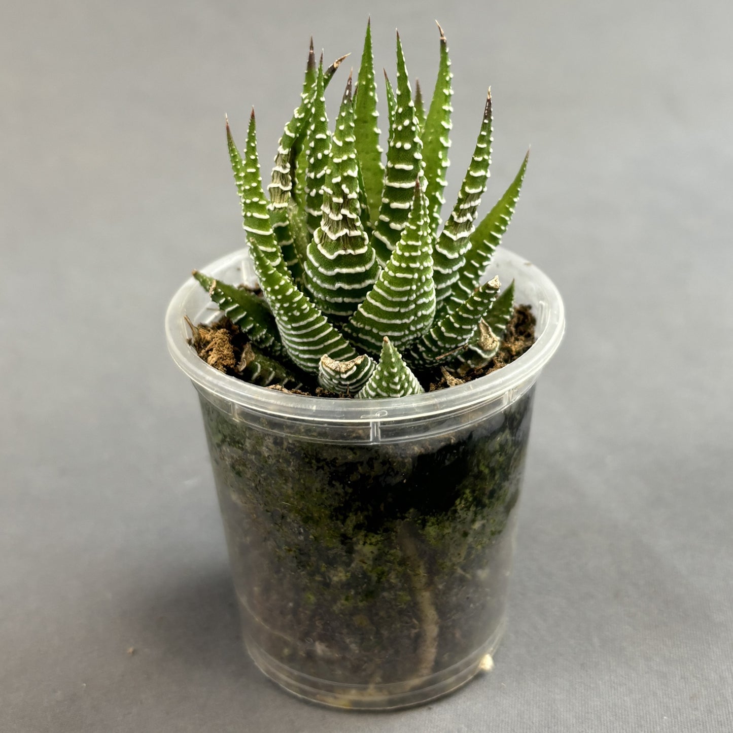 Haworthia