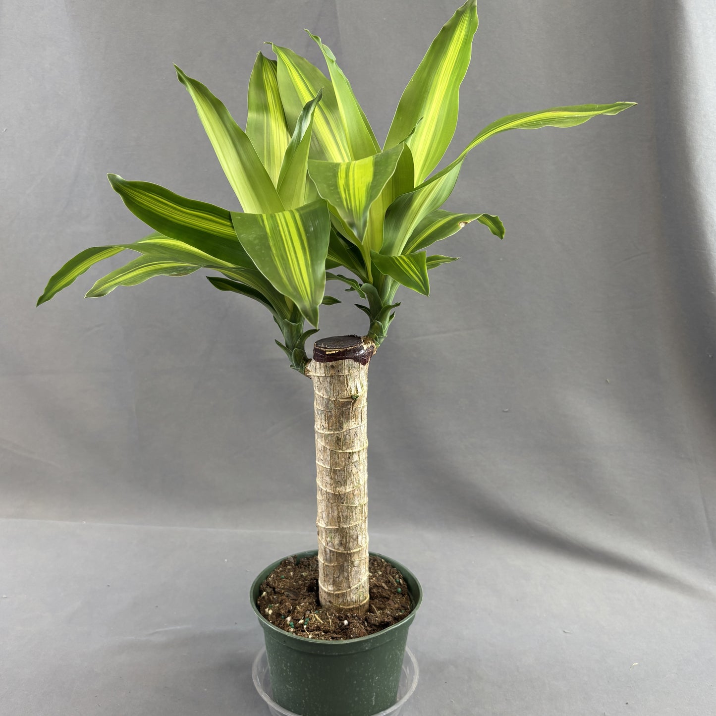 Yucca Cane