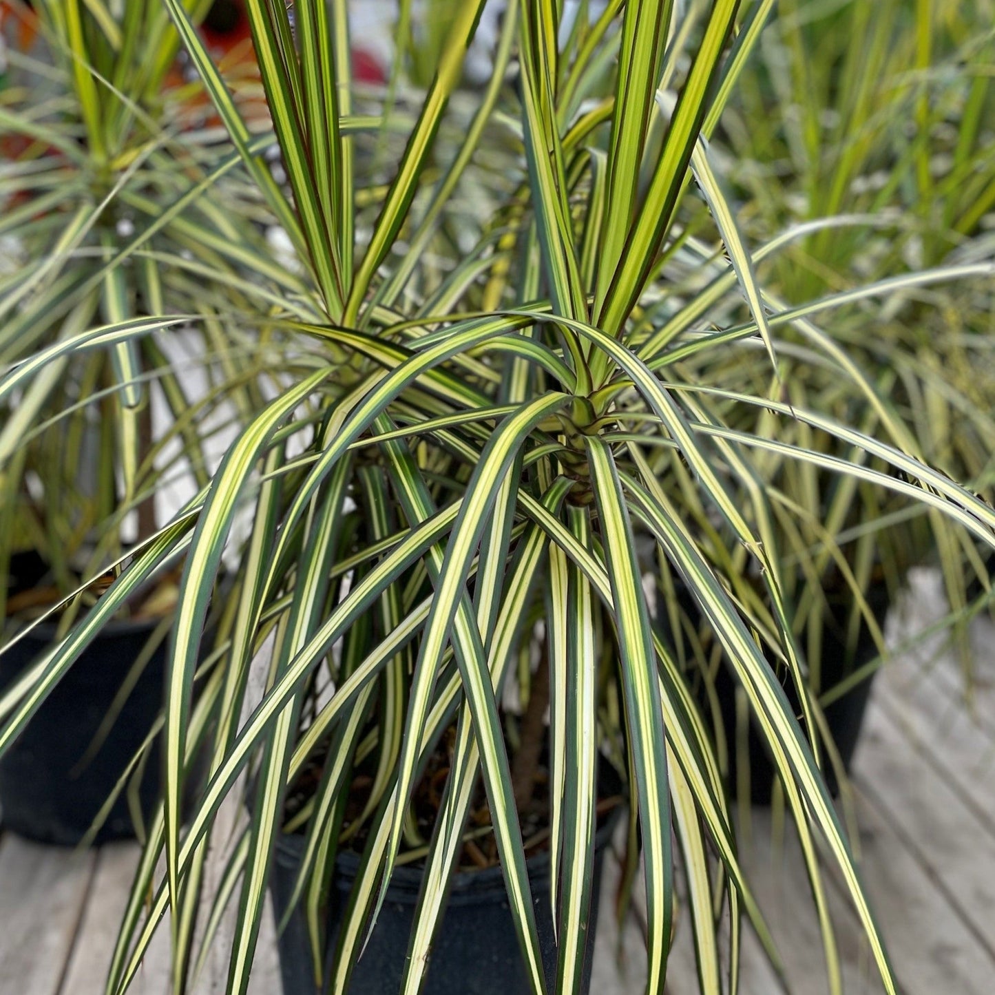 Dracaena 'Kiwi'