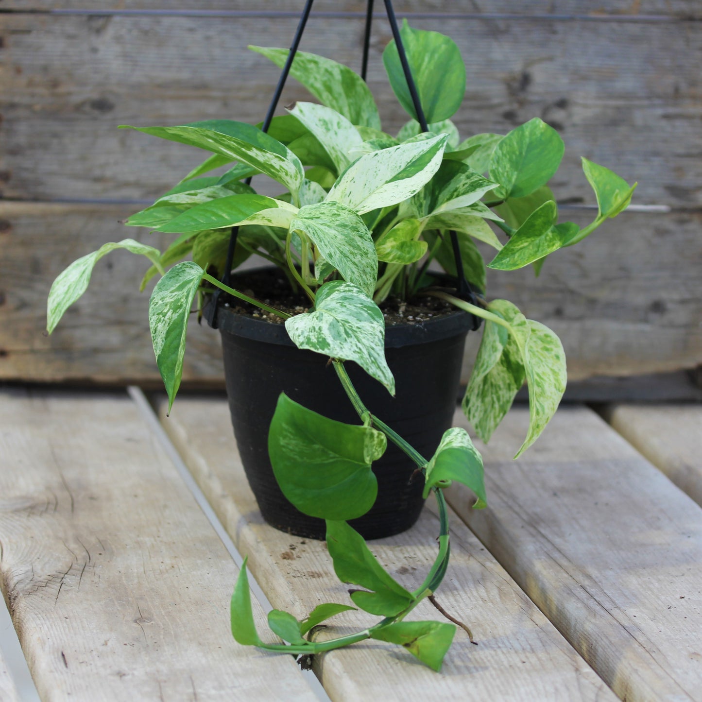 Pothos 'Marble Queen'