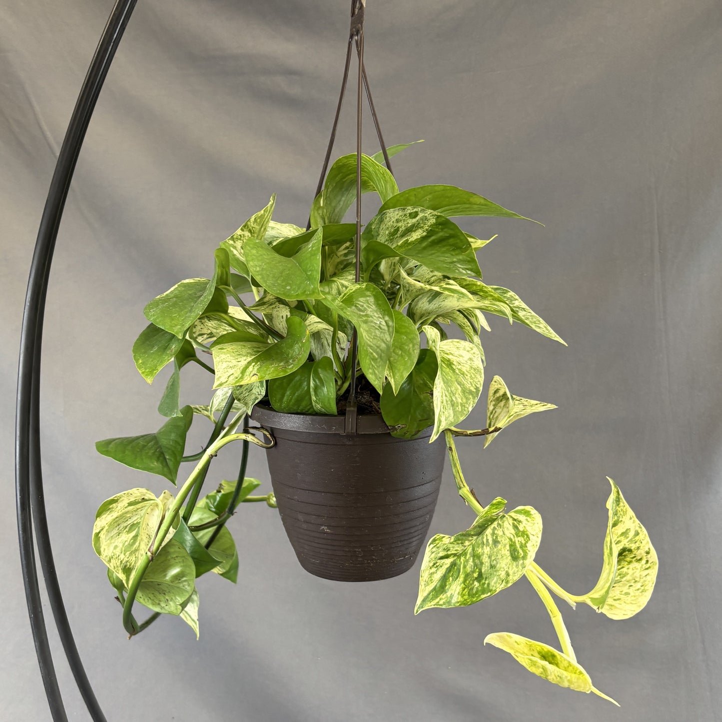 Pothos 'Marble Queen'