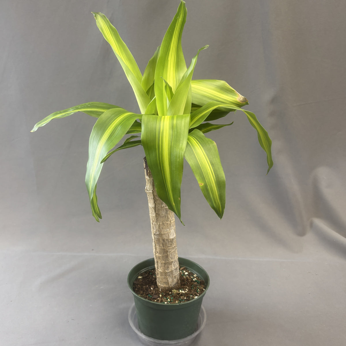Dracaena 'Massangeana'