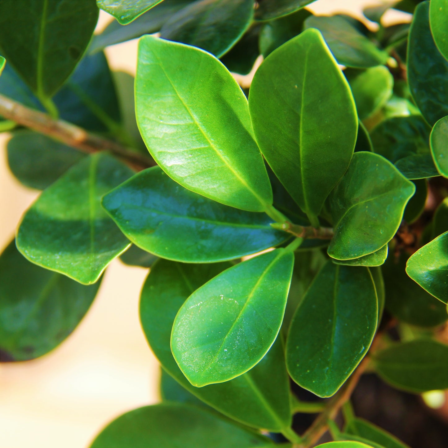 Ficus 'Ginseng'