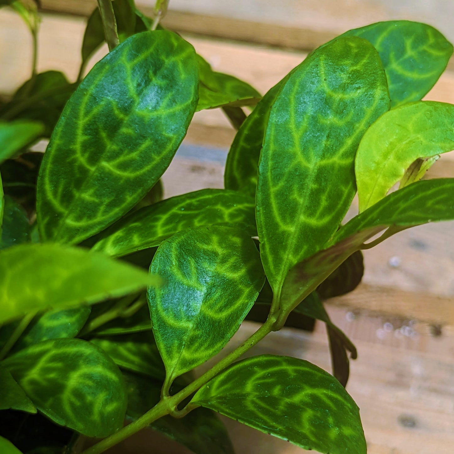 Zebra Vine