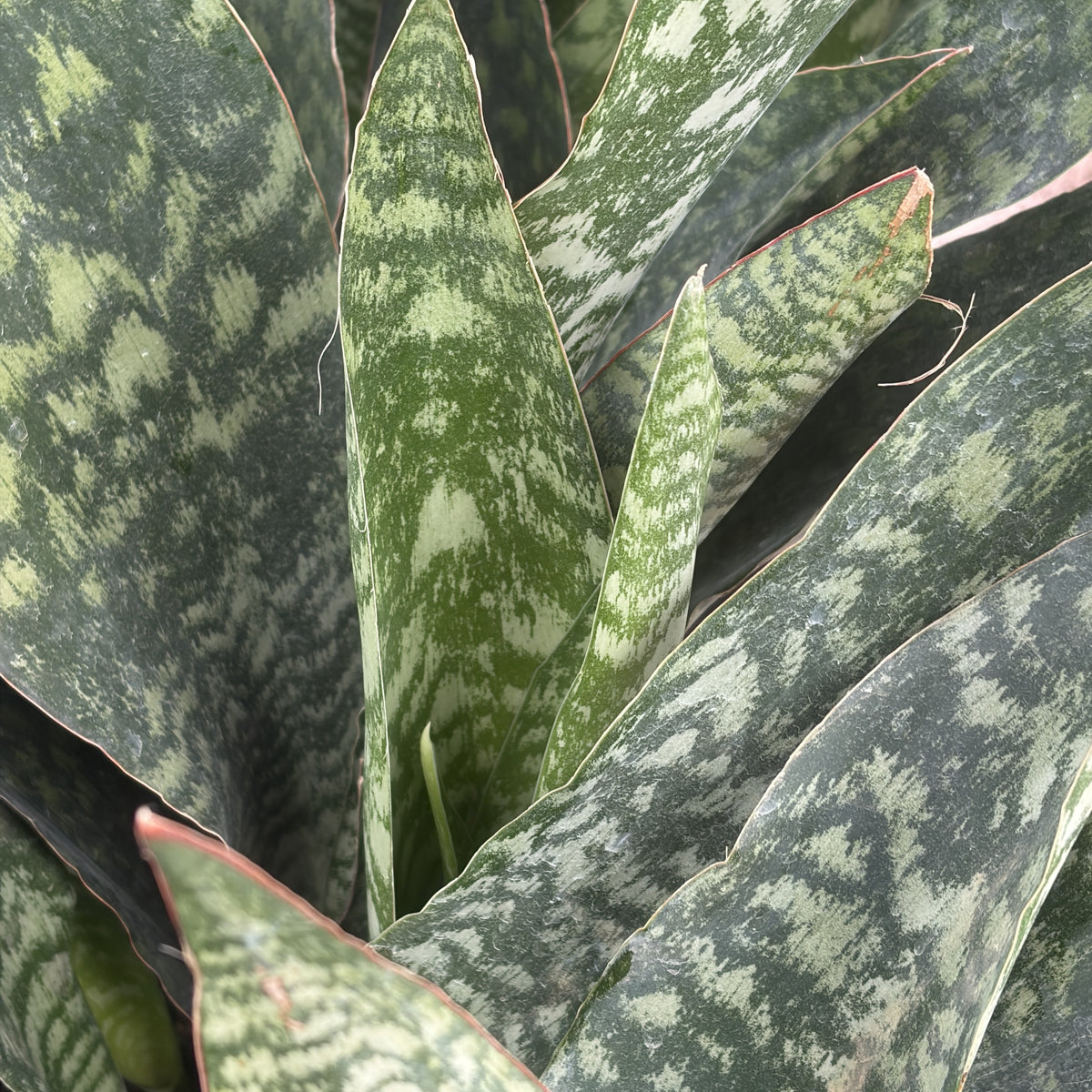 Snake Plant 'Jaboa'