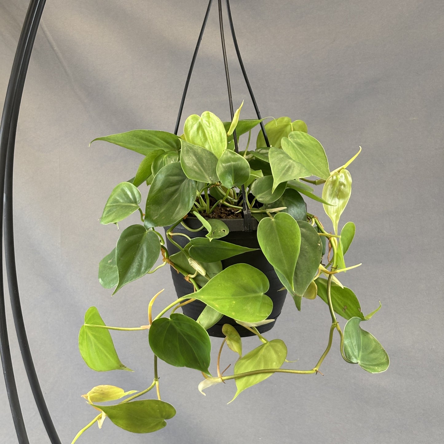 Philodendron cordatum