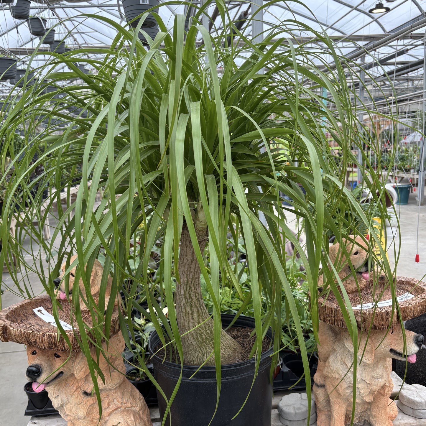Ponytail Palm
