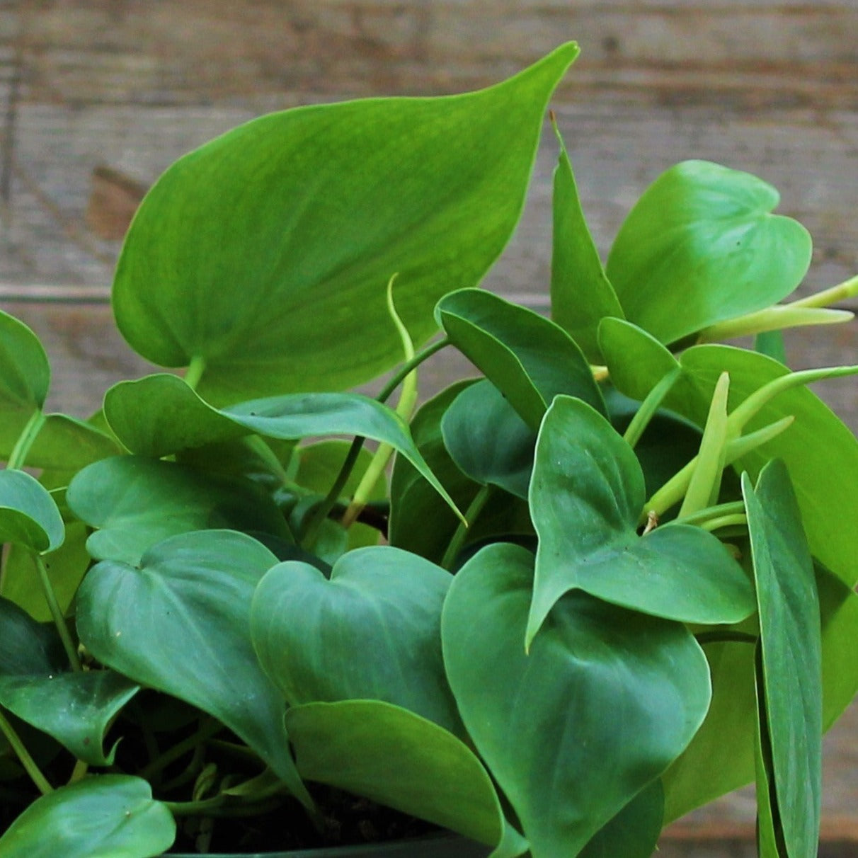 philodendron cordatum toxic Philodendron cordatum