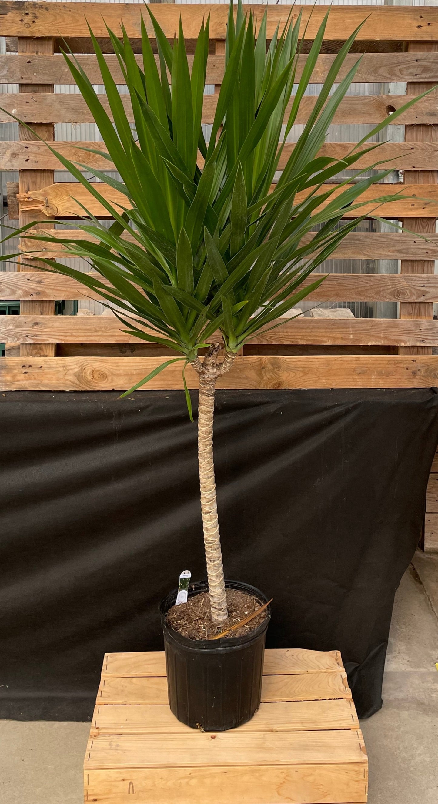 Dracaena 'Tarzan'