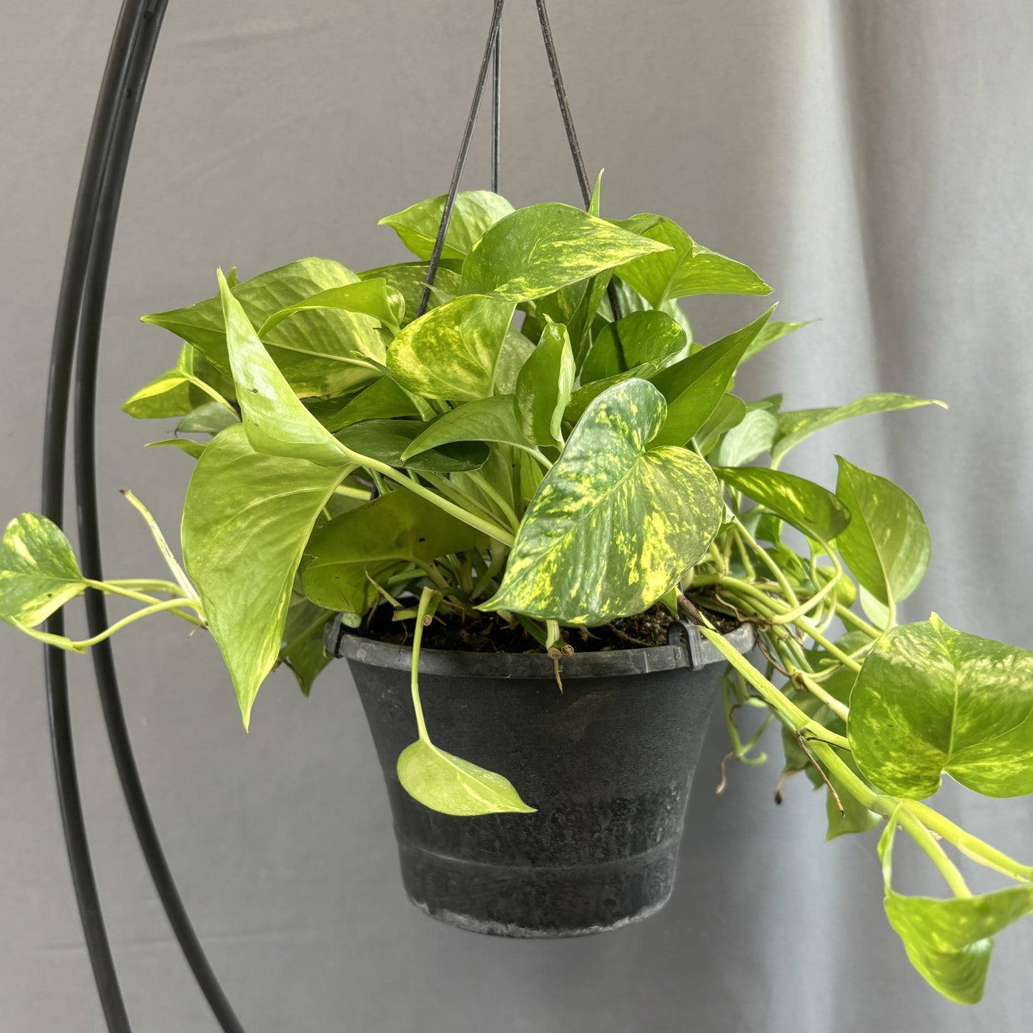 Pothos 'Golden'